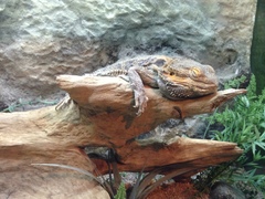 Pogona