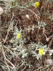 Helianthemum stipulatum