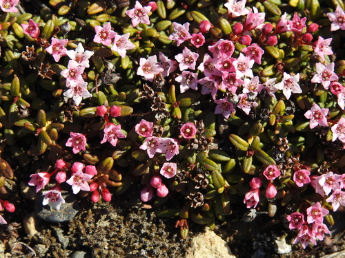 alpine azalea