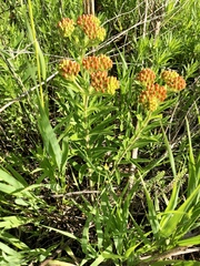 Asclepias tuberosa interior