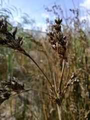 Juncus squarrosus