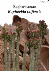 Euphorbia taifensis
