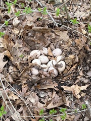 Meleagris gallopavo silvestris