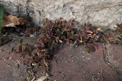 Oxalis corniculata repens