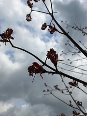 Acer platanoides