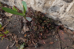Oxalis corniculata repens