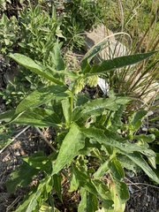 Symphytum officinale