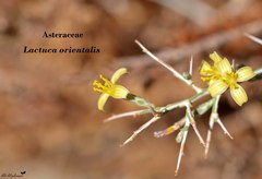 Lactuca orientalis