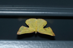 Corymica spatiosa