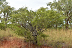 Acacia chisholmii