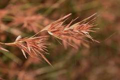 Themeda quadrivalvis