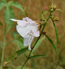 Hibiscus meraukensis