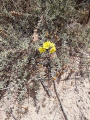 Helianthemum stipulatum