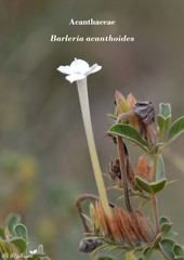 Barleria acanthoides