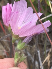 Sidalcea malviflora