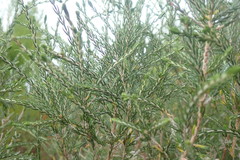 Passerina ericoides