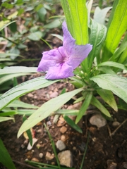 Ruellia angustifolia