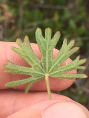 Sidalcea malviflora