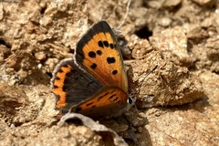 Lycaena phlaeas