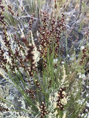 Elegia hookeriana