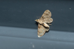 Gymnoscelis admixtaria