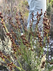 Elegia hookeriana