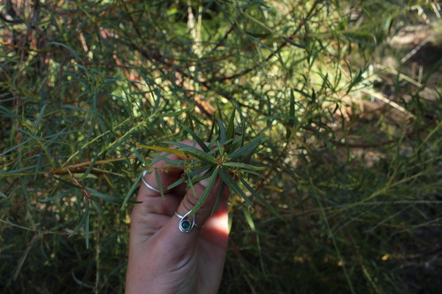 Image of Empleurum unicapsulare by (c) Corne Brink, some rights reserved (CC BY-SA)