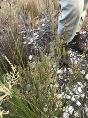 Elegia hookeriana