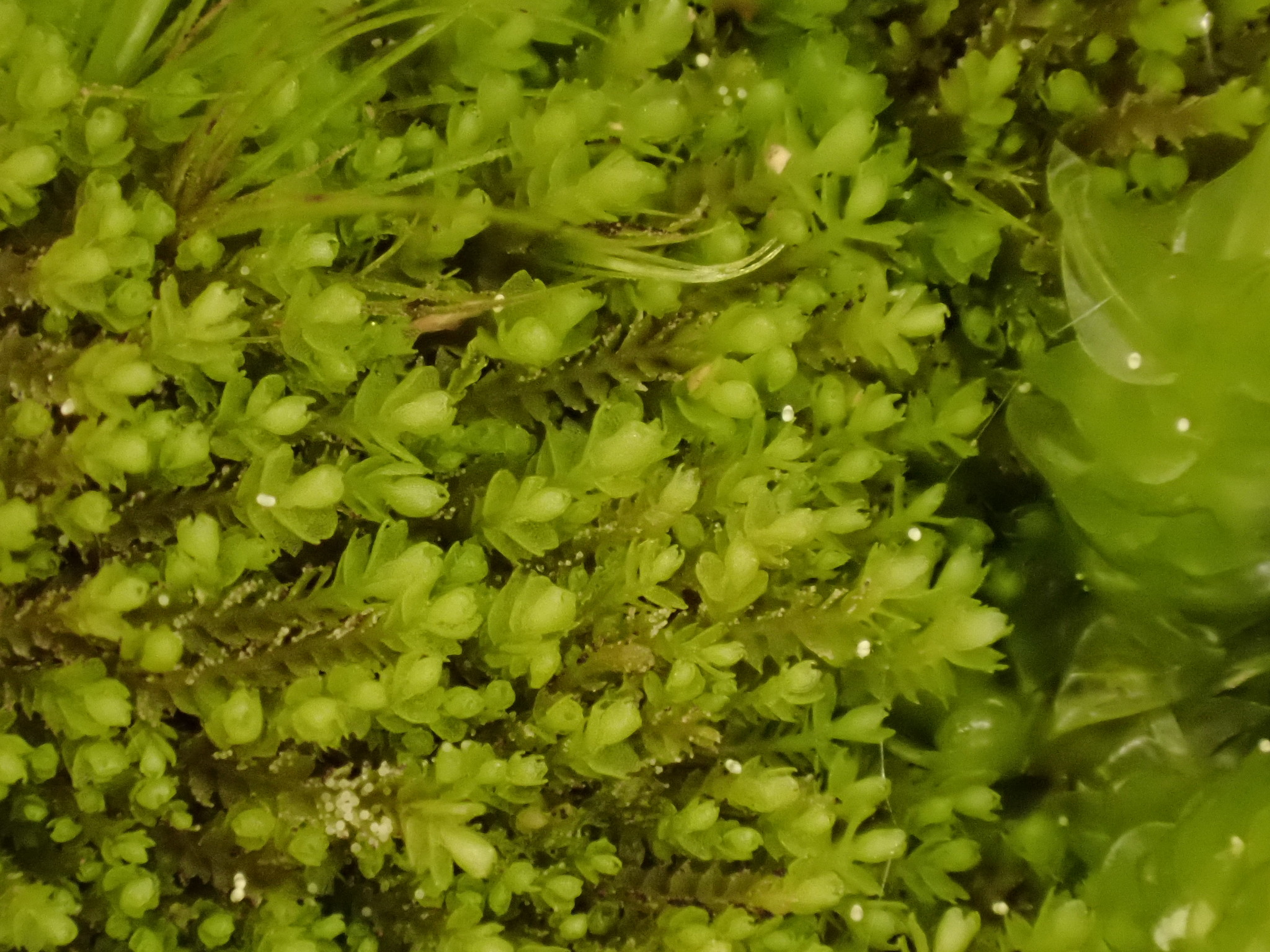 Harpanthaceae