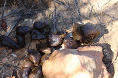 Hystrix africaeaustralis