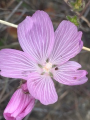 Sidalcea malviflora
