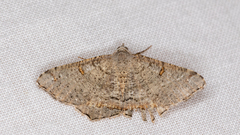 Dissomorphia australiaria