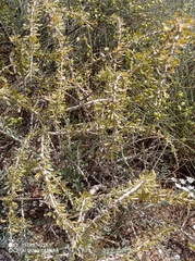 Lycium schweinfurthii