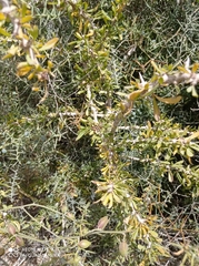 Lycium schweinfurthii