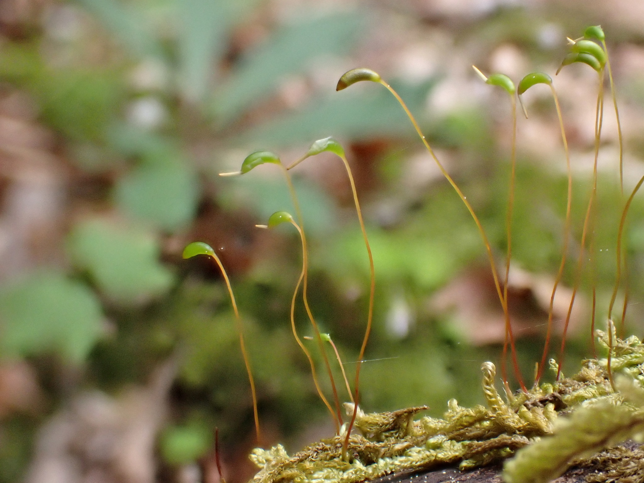 Pseudohygrohypnum fertile