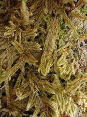 Pseudohygrohypnum fertile