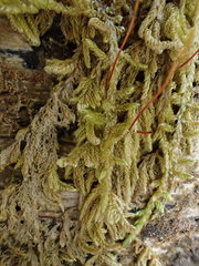 Pseudohygrohypnum fertile