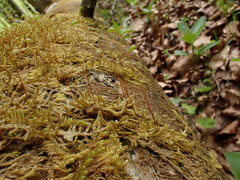 Pseudohygrohypnum fertile