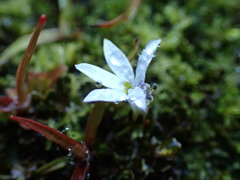 Lobelia angulata