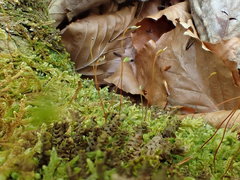 Pseudohygrohypnum fertile