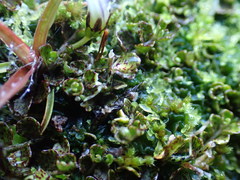 Lobelia angulata
