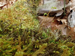 Pseudohygrohypnum fertile