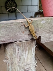 Anolis