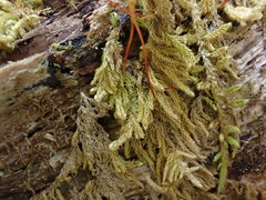 Pseudohygrohypnum fertile