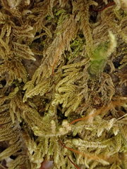 Pseudohygrohypnum fertile