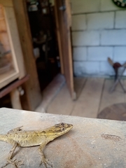 Anolis