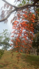 Erythrina falcata
