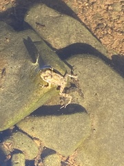 Crinia flindersensis