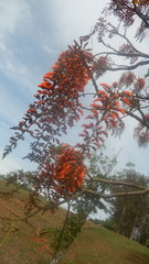 Erythrina falcata