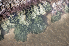 Codium duthieae
